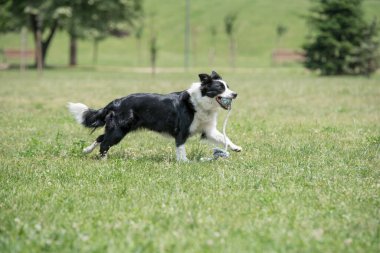 Border Collie köpeğinin parktaki yakın görüntüsü. Seçici odak