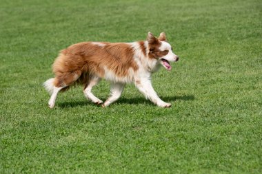 Safkan Border çoban köpeğinin portresi. Seçici odak