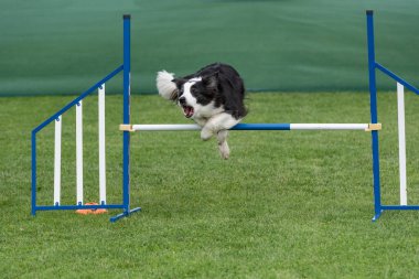 Çeviklik yarışmasında engellerin üzerinden atlayan Sınır Collie köpeği. Seçici odak