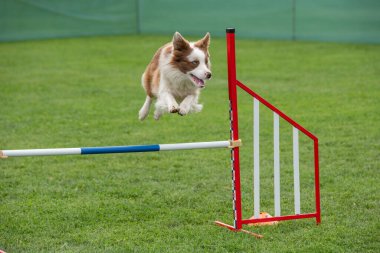 Çeviklik yarışmasında engellerin üzerinden atlayan Sınır Collie köpeği. Seçici odak