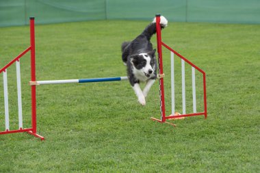 Çeviklik yarışmasında engellerin üzerinden atlayan Sınır Collie köpeği. Seçici odak
