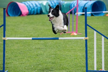 Çeviklik yarışmasında engellerin üzerinden atlayan Sınır Collie köpeği. Seçici odak