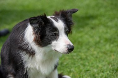 Safkan Border çoban köpeğinin portresi. Seçici odak
