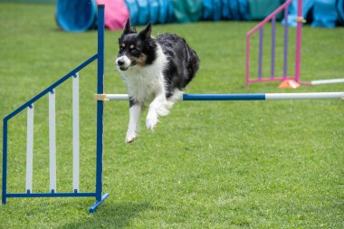 Çeviklik yarışmasında engellerin üzerinden atlayan Sınır Collie köpeği. Seçici odak