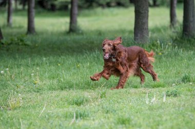 İrlanda setter tarla boyunca koşar. Seçmeli olarak köpeğe odaklan.