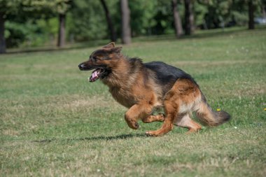 Yeşil Çimenler 'de koşan Alman kurdu. Köpeğe odaklan.