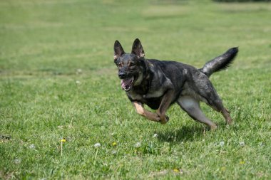 Çimenlerde koşan Alman çoban köpeği. Köpeğe odaklan.
