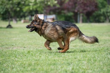 Çimenlerde koşan Alman çoban köpeği. Köpeğe odaklan.