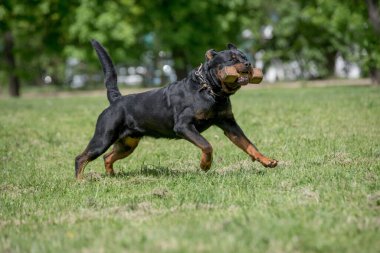 Rottweiler çimenlerin üzerinde çalışan. Seçici odak köpek