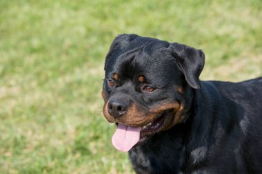 Safkan Rottweiler köpeği yaz günü çim çayırında doğada. Köpeğe odaklan