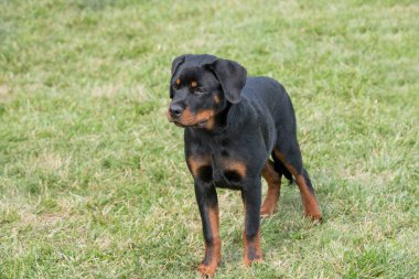 Genç safkan Rottweiler köpeği yaz günü çim çayırında doğada. Köpeğe odaklan