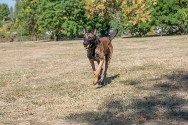 Çimenlerde koşan Belçika çobanı. Köpeğe odaklan.