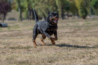 Çimenlerde koşan Rottweiler köpeği. Köpeğe odaklanın.