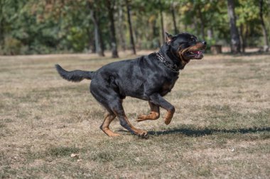 Çimenlerde koşan Rottweiler köpeği. Köpeğe odaklanın.