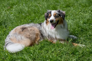 Genç ve güzel bir Avustralyalı çoban köpeği dilini dışarı çıkarırken çimlerin üzerinde duruyor ve mutlu ve neşeli görünüyor. Avustralya çoban köpeği zeki, uyanık ve sadık köpekleriyle tanınan bir cinstir..