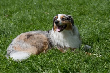 Genç ve güzel bir Avustralyalı çoban köpeği dilini dışarı çıkarırken çimlerin üzerinde duruyor ve mutlu ve neşeli görünüyor. Avustralya çoban köpeği zeki, uyanık ve sadık köpekleriyle tanınan bir cinstir..