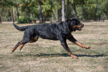 Çimenlerde koşan Rottweiler köpeği. Köpeğe odaklanın.