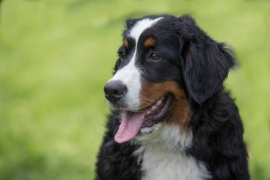 Genç, güzel bir Bernese dağ köpeği dilini dışarı çıkarırken çimlerin üzerinde duruyor ve mutlu ve neşeli görünüyor..