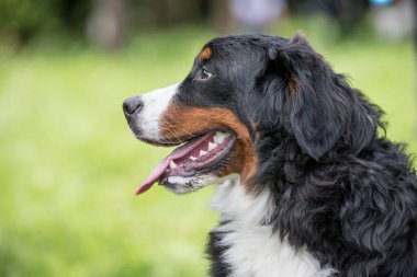Genç, güzel bir Bernese dağ köpeği dilini dışarı çıkarırken çimlerin üzerinde duruyor ve mutlu ve neşeli görünüyor. Bernese köpeği zeki, uyanık ve sadık bir köpek türüdür.