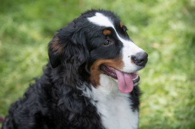 Genç, güzel bir Bernese dağ köpeği dilini dışarı çıkarırken çimlerin üzerinde duruyor ve mutlu ve neşeli görünüyor.