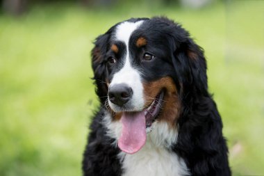 Genç, güzel bir Bernese dağ köpeği dilini dışarı çıkarırken çimlerin üzerinde duruyor ve mutlu ve neşeli görünüyor.