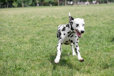 Genç ve güzel bir Dalmaçyalı köpek çimenlerde koşuyor.