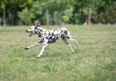 Genç ve güzel bir Dalmaçyalı köpek çimenlerde koşuyor.