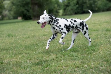 Genç ve güzel bir Dalmaçyalı köpek çimenlerde koşuyor.