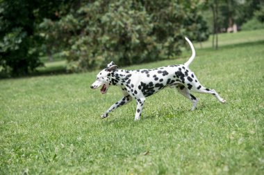 Tatlı siyah Dalmaçyalı köpek yazın açık havada