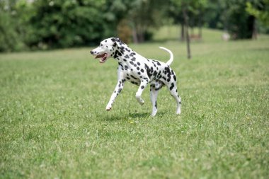 Genç ve güzel bir Dalmaçyalı köpek çimenlerde koşuyor.