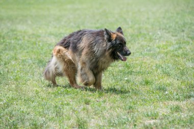 Çimenlerde koşan Alman çoban köpeği. Köpeğe odaklan.