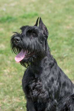 Genç ve güzel bir Riesenschnauzer köpeği dilini dışarı çıkarırken çimlerin üzerinde duruyor ve mutlu ve neşeli görünüyor..