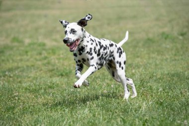 Genç ve güzel bir Dalmaçyalı köpek çimenlerde koşuyor.