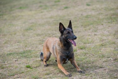 Belçika çoban köpeği yazın dışarıda uzanıyor. Köpeğe odaklan.