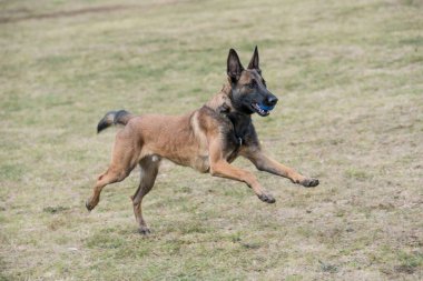 Çimenlerde koşan Belçika çobanı. Köpeğe odaklan.