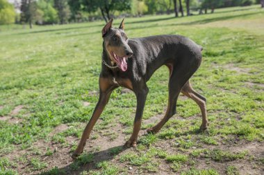 Genç ve güzel bir Doberman Pinscher dilini dışarı çıkarırken çimlerin üzerinde duruyor ve neşeli ve neşeli görünüyor. Dobermann zeki, uyanık ve sadık yoldaş köpekleriyle tanınan bir ırktır..