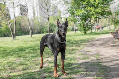 Genç ve güzel bir Doberman Pinscher dilini dışarı çıkarırken çimlerin üzerinde duruyor ve neşeli ve neşeli görünüyor. Dobermann zeki, uyanık ve sadık yoldaş köpekleriyle tanınan bir ırktır..