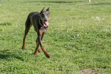 Kahverengi Doberman Pinscher parkta yürüyor. Dobermann zeki, uyanık ve sadık yoldaş köpekleriyle tanınan bir cins..