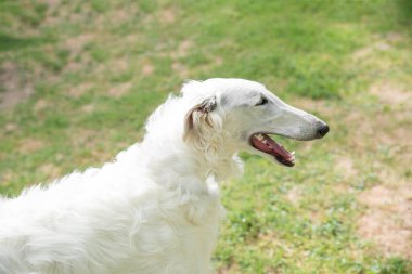 Rus Borzoi beyazı. Borzoi Rus köpeği yeşil çimlerin üzerinde oturuyor. Köpeğe odaklan.