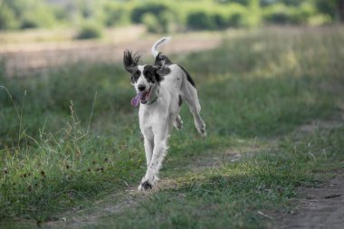 Kırgızistan Görme Köpeği, Doğu Yakası 'nın bir üyesidir. Tayvan çok nadir bulunan bir köpek cinsidir, dünya çapında birkaç yüz kadar olduğu bildirildi. Köpeğe odaklan.