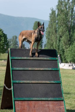 Belçika çoban köpeği çeviklik yarışmasında, bar atlayışında. Engellerin üzerinden atlayan gururlu köpek. Köpeğe odaklan.
