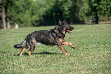 Yeşil Çimenler 'de koşan Alman kurdu. Köpeğe odaklan.