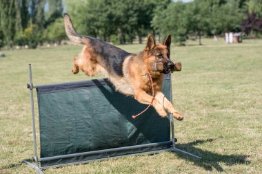 Alman çoban köpeği çeviklik yarışmasında, bar atlayışında. Engellerin üzerinden atlayan gururlu köpek. Köpeğe odaklan.