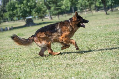 Çimenlerde koşan Alman çoban köpeği. Köpeğe odaklan.