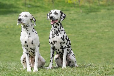 İki güzel Dalmaçyalı köpeğin portresi. Seçici odaklanma.