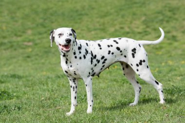 Tatlı siyah Dalmaçyalı köpek yazın açık havada