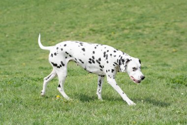 Genç ve güzel bir Dalmaçyalı köpek çimenlerde koşuyor.
