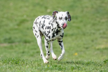 Tatlı siyah Dalmaçyalı köpek yazın açık havada