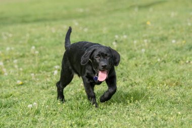 Sevimli siyah köpek yavrusu Labrador av köpeği yazın açık havada