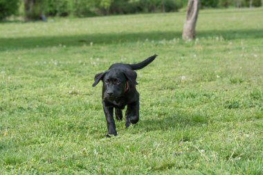 Köpek yavrusu Labrador av köpeği parkta koşuyor. Seçici odak